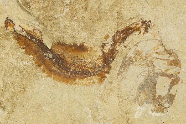 Cretaceous Fossil Shrimp and Fish - Lebanon #323746